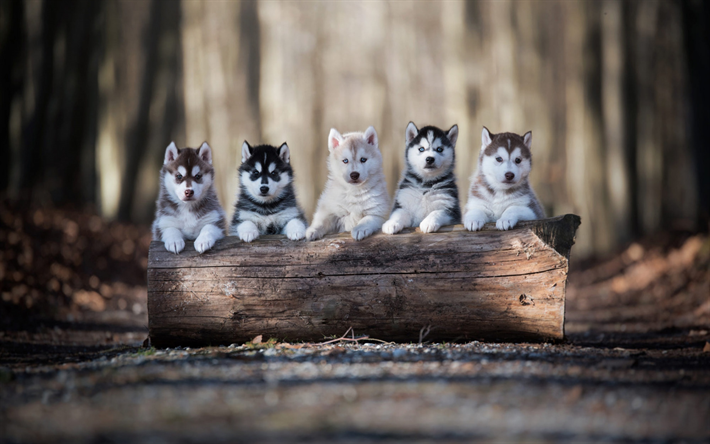 husky, floresta, filhotes pequenos, fam&#237;lia, animais de estima&#231;&#227;o, pequeno husky, cachorros