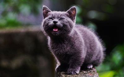 British Shorthair, angry cat, kitten, HDR, close-up, gray cat, pets, cats, domestic cat, cute animals, British Shorthair Cat