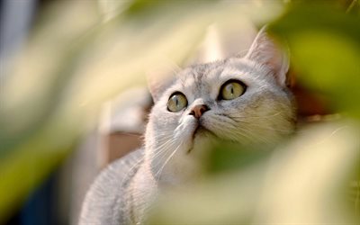 British Shorthair, las mascotas, el gato gris, grandes ojos verdes, gatos