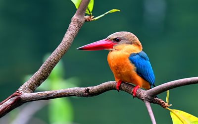 Kingfisher, HDR, close-up, tree, wildlife, small bird, Alcedinidae