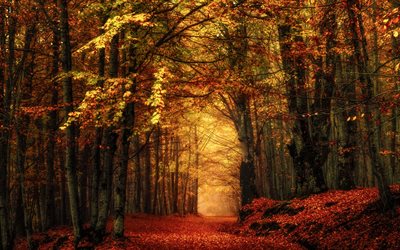 autumn, fallen leaves, park, forest, trees, autumn landscape