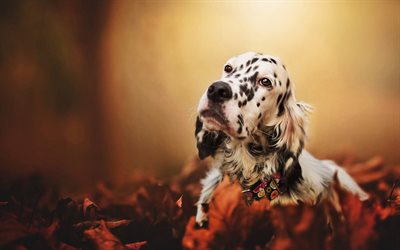 English Setter, autumn, pets, puppy, close-up, cute animals, dogs, English Setter Dog, dalmatian setter