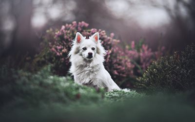 schweizer sch&#228;ferhund, bokeh, weisser schweizer sch&#228;ferhund, hdr, wald, hunde, white dog, berger blanc suisse, haustiere, white shepherd dog