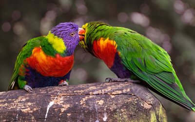 Lovebird, papukaijat, trooppisia lintuja, kaunis vihre&#228; papukaijoja