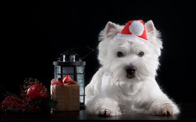 Maltese, Christmas, New Year, white cute dog, pets, dogs