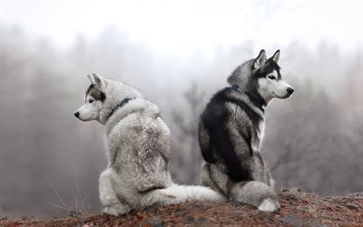 husky, beautiful dogs, white husky, gray husky, forest, autumn, dogs