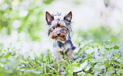 Yorkshire Terrier, bokeh, cute dog, summer, Yorkie, HDR, fluffy dog, dogs, cute animals, pets, Yorkshire Terrier Dog