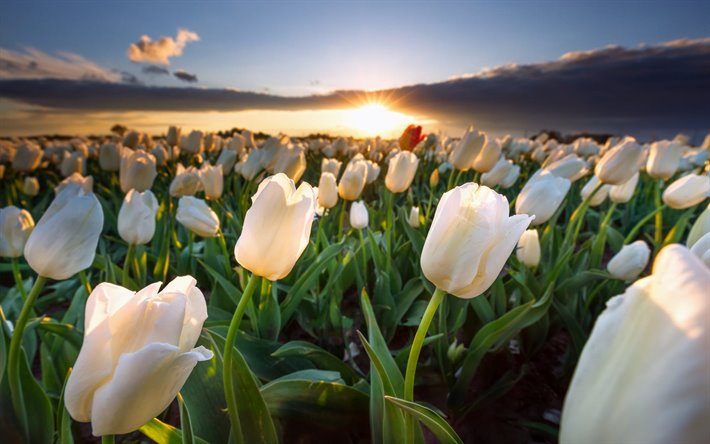 white tulips, sunset, summer, field of flowers, white flowers, tulips, beautiful flowers, Holland