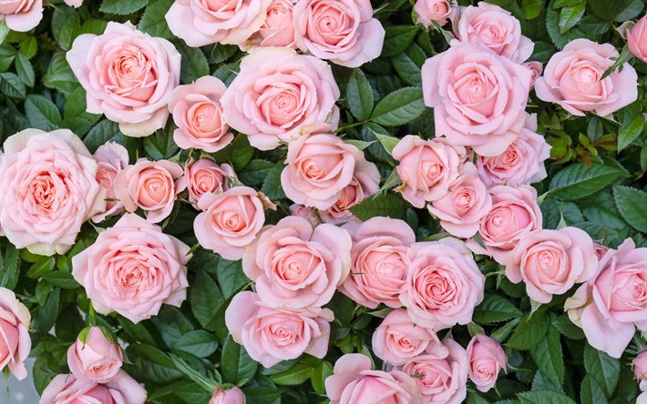 pink roses, rose bush, pink beautiful flowers, floral background, roses