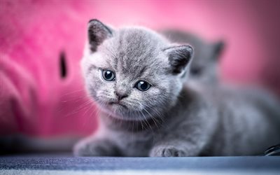 piccolo gattino grigio, gatto British Shorthair, simpatici animali, animali domestici, gatti, gattino grigio, gattino