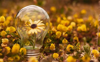 prenditi cura del pianeta, un fiore in una lampadina, prenditi cura della natura, fiori di campo, salva la natura, salva il pianeta