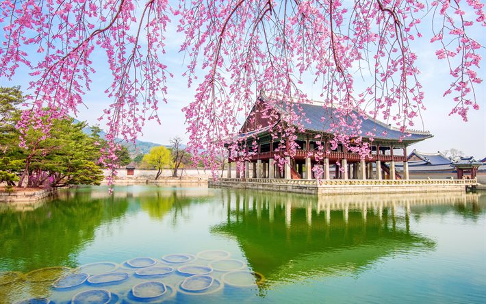 palazzo giapponese, architettura giapponese, lago, fiori di ciliegio, sakura, primavera, Giappone