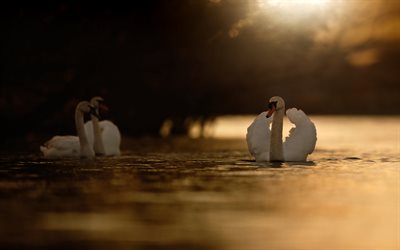 cisnes brancos, noite, p&#244;r do sol, lindos cisnes, lago, cisnes no lago, lindos p&#225;ssaros