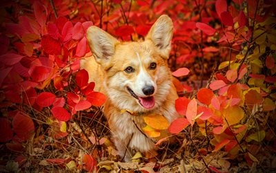 コーギー, 4k, 秋, ペットについて, ウェルシュコーギー, イヌ, 赤い葉, かわいい犬, ボケ, ウェルシュコーギードッグ, ペンブロークウェルシュコーギー