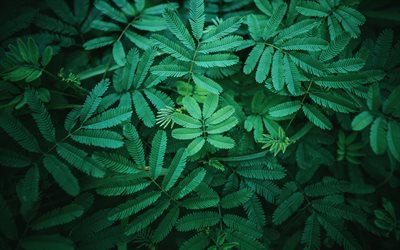 green fern leaves, natural background, green leaves, fern leaves texture, background with fern leaves