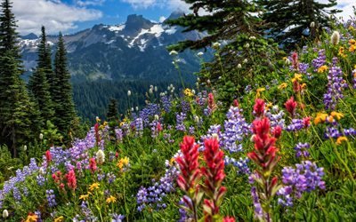 Mount Rainier National Park, mountain, summer, flowers, America, USA