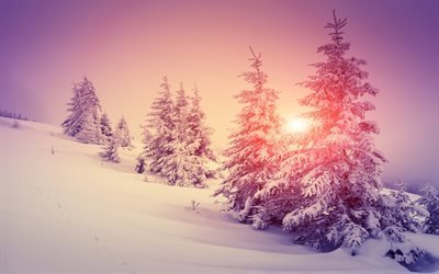 hiver, neige, arbres, coucher de soleil, paysage d&#39;hiver