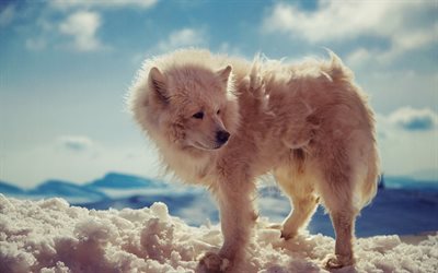 white wolf, wildlife, Antarctica, Arctic wolf, winter, snow