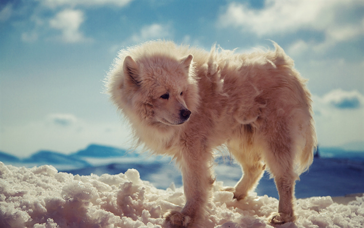 lobo branco, a vida selvagem, Ant&#225;rtica, Arctic wolf, inverno, neve