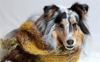 Long-haired Collie, cute dog, pets, dogs