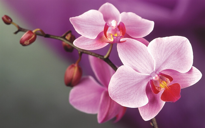 pink orchids, tropical flowers, pink flowers, beautiful orchid