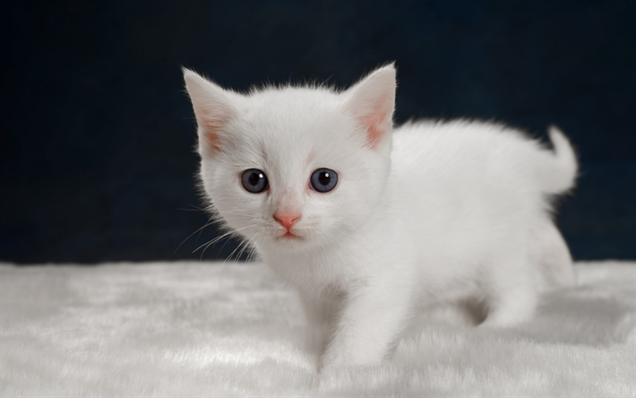Download wallpapers small white kitten, cute animals, cats, pets for