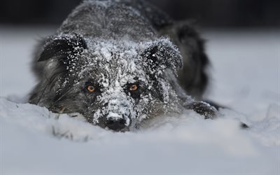 border collie, pets, dog, snow, winter, cute animals