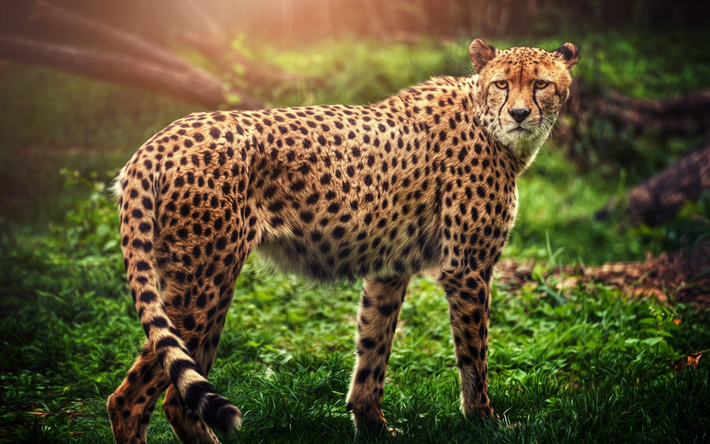 el guepardo, el gato salvaje, depredador de la fauna silvestre, bosque