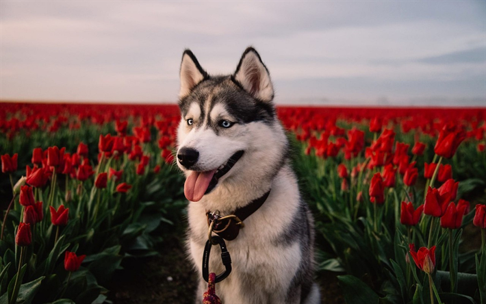 Husky, o cachorro, tulipas vermelhas, animais fofos, cachorros