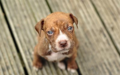 4k, Pit bull, puppy, dogs, pets, pitbull, Canis lupus familiaris