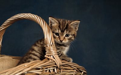 small gray kitten, basket, pets, small cat