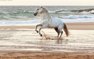 white horse, coast, sea, beach, sunset, evening horse