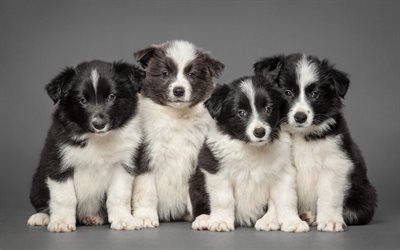 Border Collie, dogs, pets, puppies, Border Collie Dog