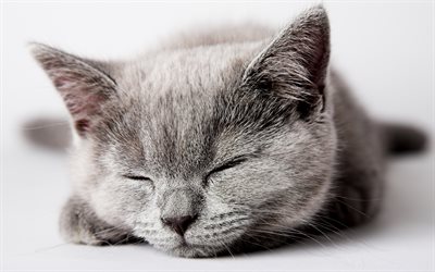 Scottish Straight, 4k, cats, sleeping cat, pets, gray cat, Scottish Straight Cat