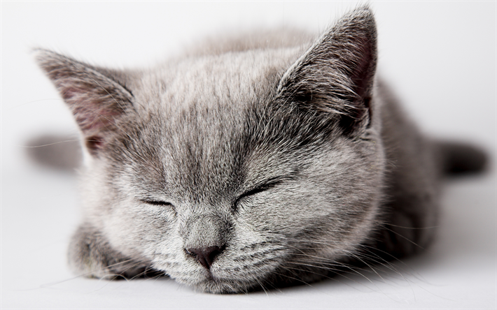 Scottish Straight, 4k, cats, sleeping cat, pets, gray cat, Scottish Straight Cat
