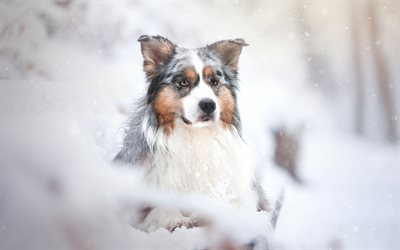 Australian Shepherd, dog, winter, forest, snow, Aussie, pets