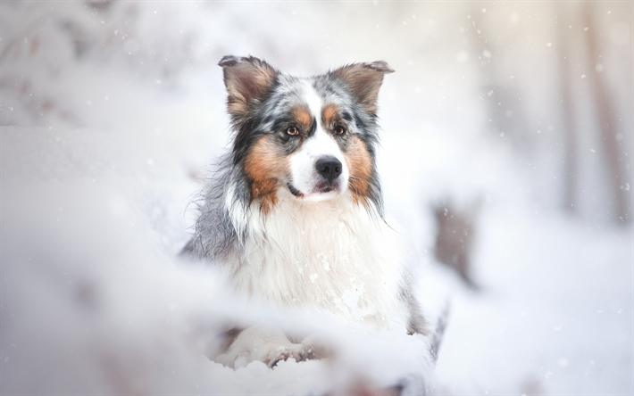 Le Berger australien, chiens, hiver, for&#234;t, neige, Aussie, les animaux de compagnie
