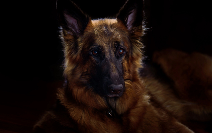 German Shepherd Dog, Dog, Pets, Portrait, Year of the Dog
