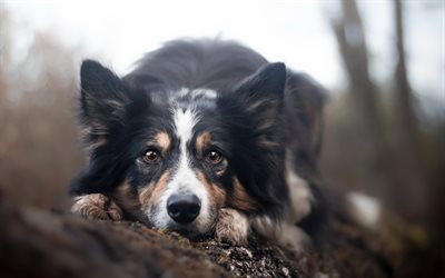 Border Collie, retrato, cachorro, macro, preto e branco cão