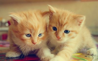 ginger kittens, small cat, cute animals, cats, twins