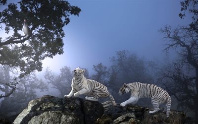 white tigers, predators, wildlife, night, forest, Thailand