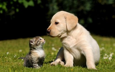 golden retriever, scottish fold, kitten, puppy, cats, labrador, cute dog, pets, cute animals, dogs, friends, friendship
