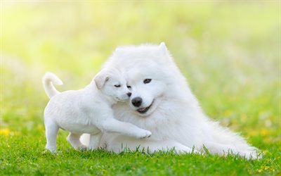Labrador, Samoyed, puppy, dogs, pets, cute animals, Golden Retriever, Samoyed Laika, small labrador