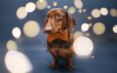 brown dachshund, portrait, cute dog, gentleman, brown leather butterfly, dogs