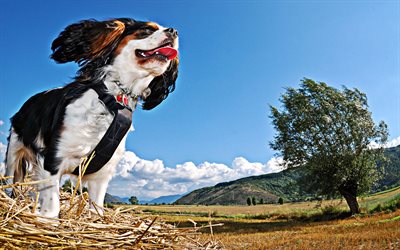 Cavalier King Charles Spaniel, close-up, hunden p&#229; en promenad, husdjur, s&#246;ta djur, HDR, hundar, Cavalier King Charles Spaniel Hund