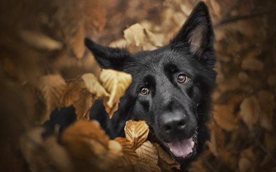 Black German Shepherd, close-up, bokeh, muzzle, autumn, cute animals, German Shepherd, dogs, black dog, German Shepherd Dog