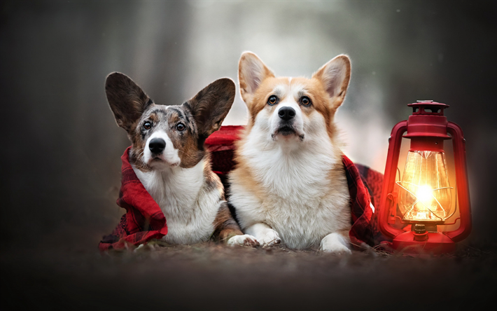 Welsh Corgi Cardigan, autumn, forest, lamp, dogs, cute animals, pets, travelers