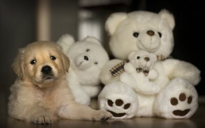 golden retriever, puppy, little labrador, teddy bears, cute animals, pets, dogs