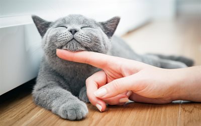 British Shorthair, un grosso gatto grigio, simpatici animali, contento gatto, animali domestici, gatti