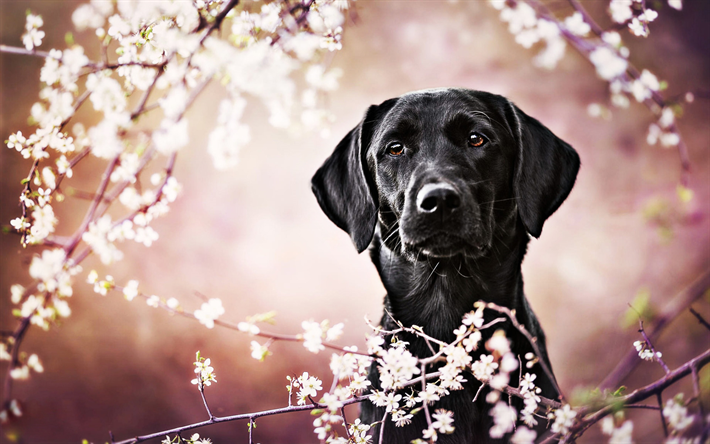 labrador negro, la primavera, el retriever, mascotas, bokeh, close up, negro, perro, animales lindos, negro retriever, labradores